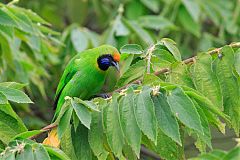 Golden-fronted Leafbird